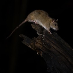 Er zijn ook bruine ratten. Omdat marters ratten eten groeit de populatie nauwelijks. Foto: Edo van Uchelen. 