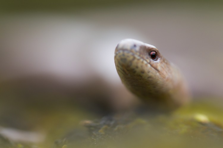 Hazelworm. Geen slang maar een pootloze hagedis. Deze soort is vaak lastig te vinden en te fotograferen. Foto: Edo van Uchelen. 