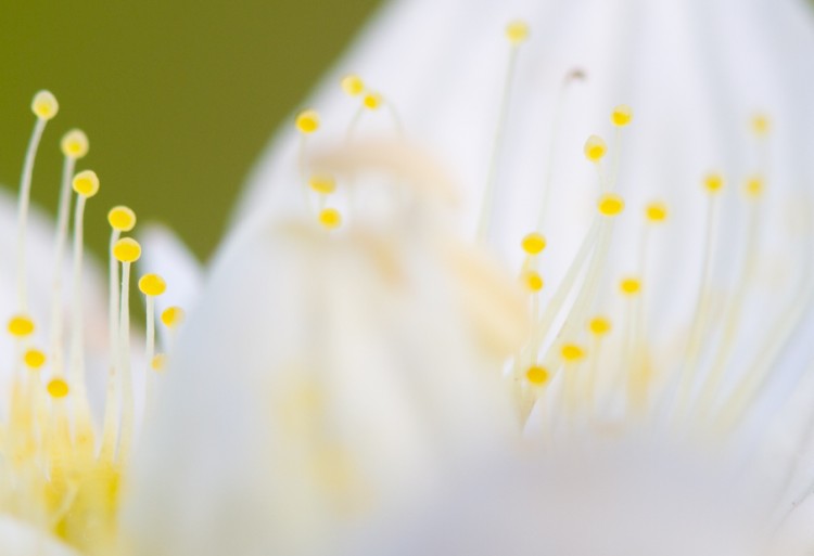 In september staat parnassia in bloei. Foto: Edo van Uchelen 
