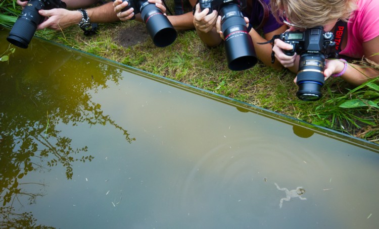 Klein poeltje voorzien van glas. Je kunt hier liggend vanaf een zeer laag standpunt fotograferen. Rechtsonder is een geelbuikvuurpad zichtbaar. Foto: Edo van Uchelen. 