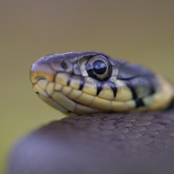 Ringslang. Door gebruik te maken van een groot diagragma leg je de nadruk op de kop en de grote ogen van de slang. Foto: Edo van Uchelen. 