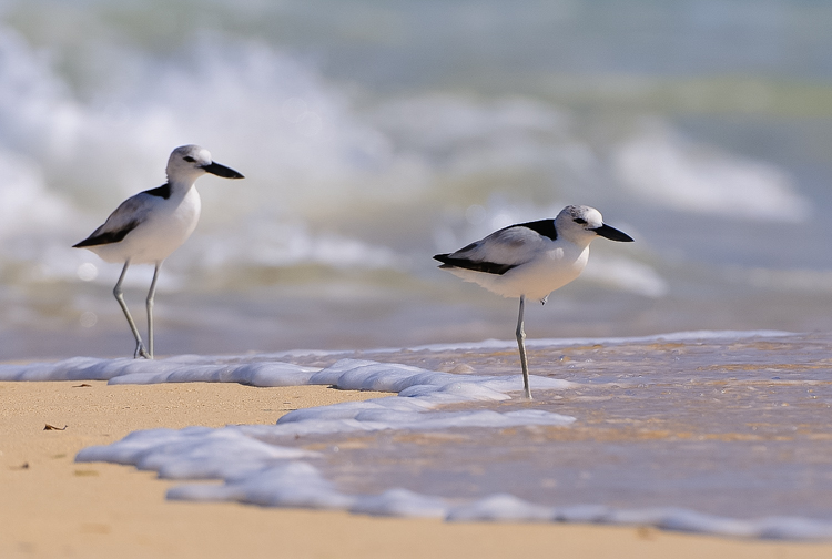 Krabplevieren op het strand. Foto: Frank Terstappen.