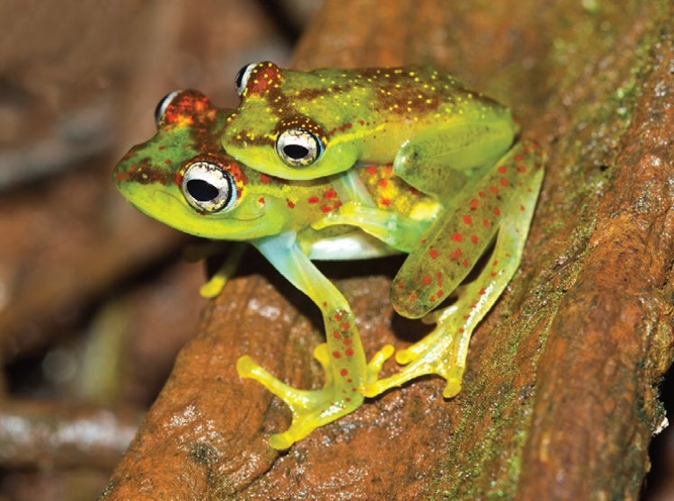 Op Madagaskar komen meer dan 150 soorten kikkers en padden voor. Deze soort is nieuw ontdekt...