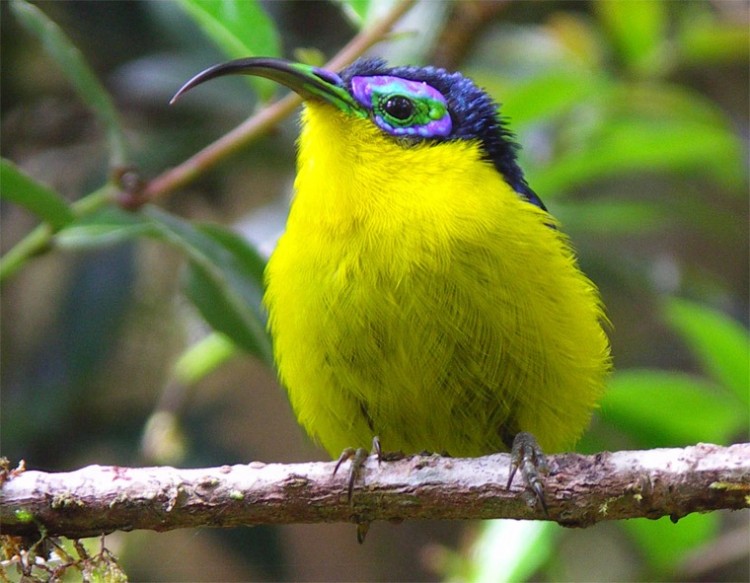 Yellow bellied Asity.
