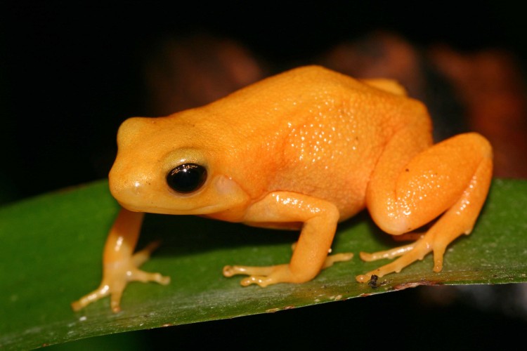 De gouden mantella is 's nachts lokaal aan te treffen.