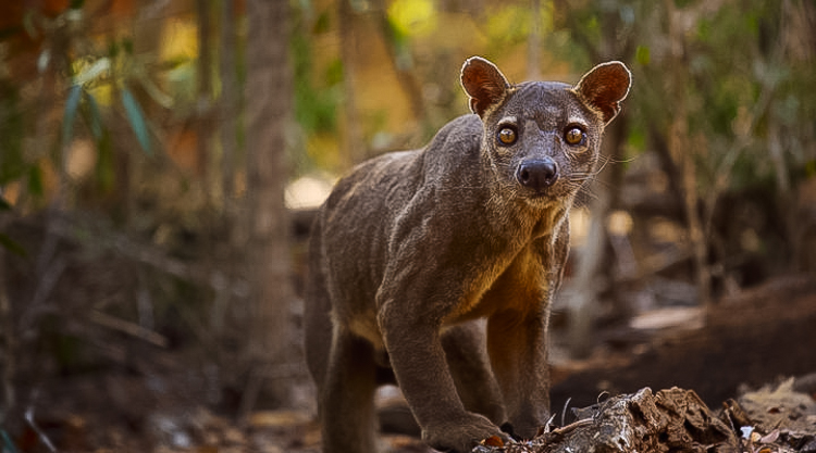 De fossa of fretkat is het grootste roofdier van Madagaskar.