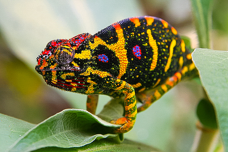 Kleine kameleon: een van de vele exotische soorten op Madagaskar.