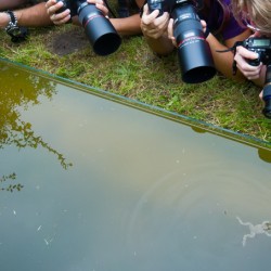 Klein poeltje voorzien van glas. Je kunt hier liggend vanaf een zeer laag standpunt fotograferen. Rechtsonder is een geelbuikvuurpad zichtbaar. Foto: Edo van Uchelen.