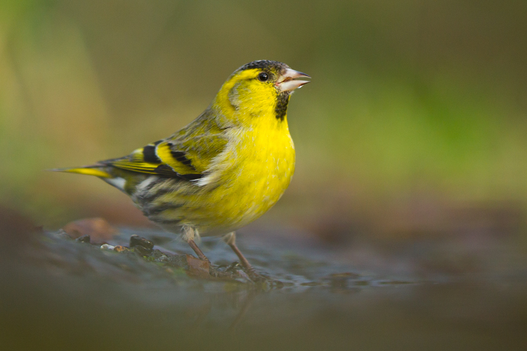 Zaadeters zoals deze sijs komen vaak drinken bij de vijver. Foto: Edo van Uchelen 