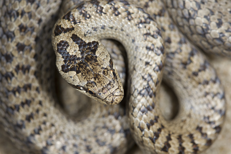 Een enkele keer lukt het om een gladde slang te vinden. Foto: Edo van Uchelen. 