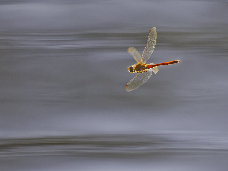 Bruinrode heidelibel. Foto: Edo van Uchelen. 
