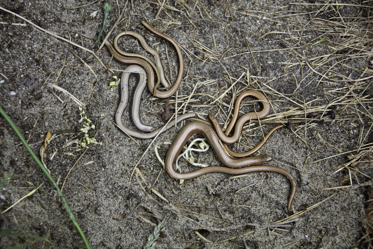 Hazelwormen, aangetroffen onder een tapijttegel. Foto: Edo van Uchelen. 
