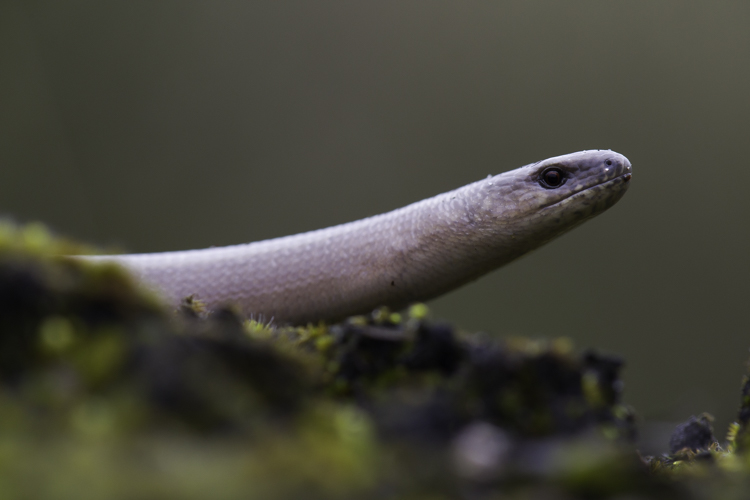 Portret van de hazelworm. Foto: Edo van Uchelen. 