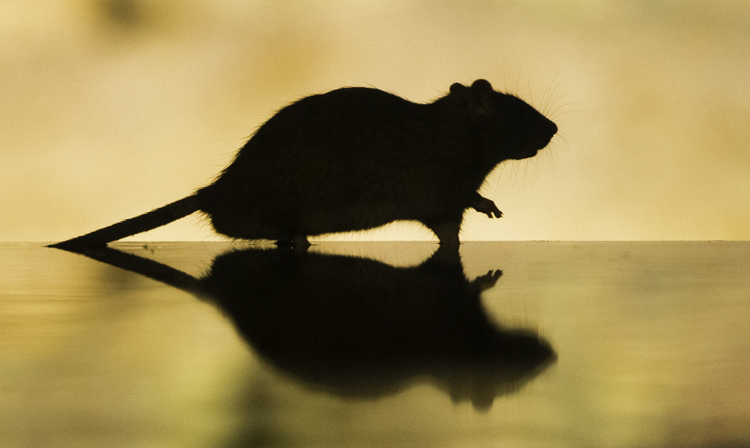 Bruine rat met tegenlicht. Foto: Edo van Uchelen. 
