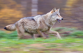280 wolf rennen meetrekken 10 van 10