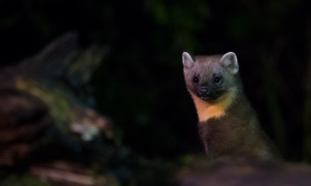 Nachtdieren fotograferen zonder flitslicht