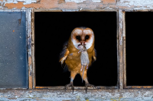 Wildernistrek marterhut 7 van 10