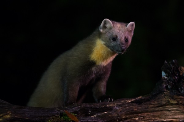 Wildernistrek marterhut 1 van 10