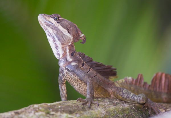 agama