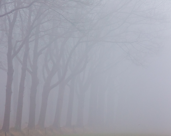 bomen Amerikaanse in de mist 3 van 4
